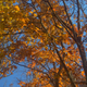 Illustration for article titled Fall photo dump